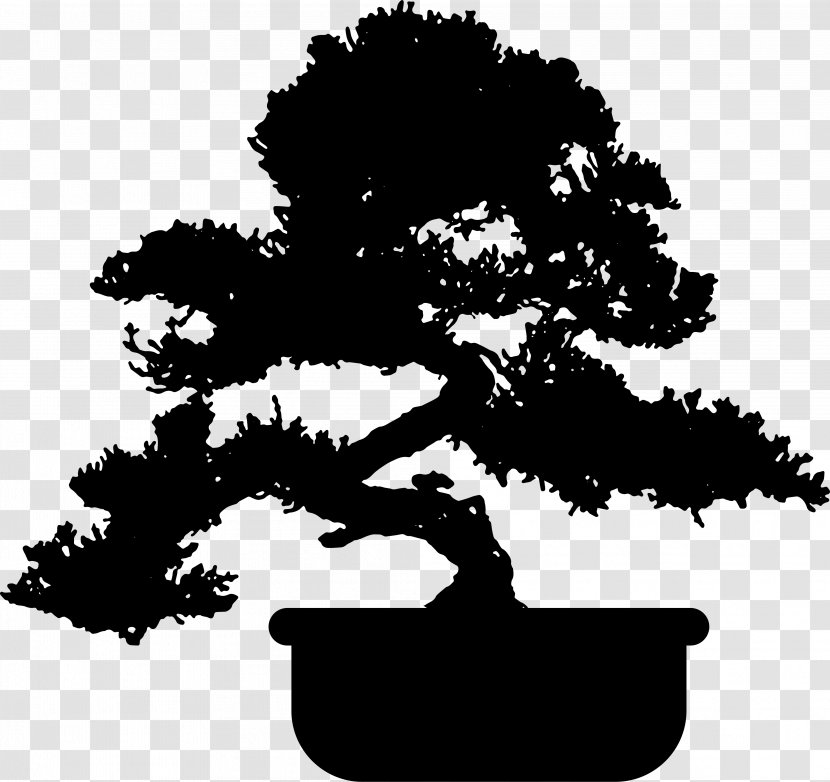 Popular Bonsai Juniperus Chinensis Tree Garden - Woody Plant Transparent PNG