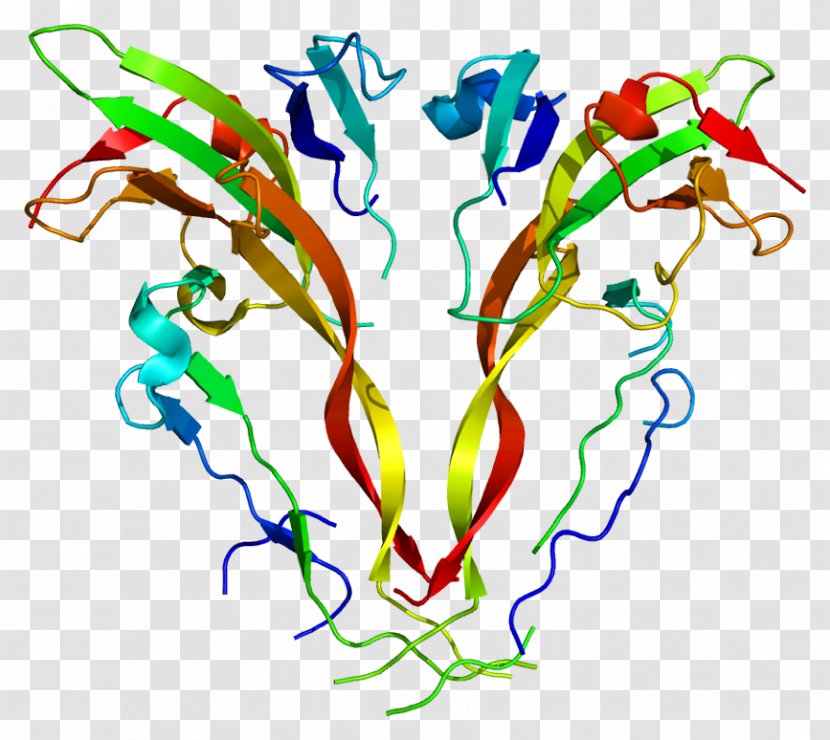 Activin INHBA ACVR2B Protein Myostatin - Cartoon - Heart Transparent PNG