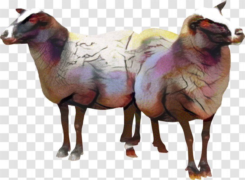 Clip Art Sheep Goat Vector Graphics - Llama Transparent PNG