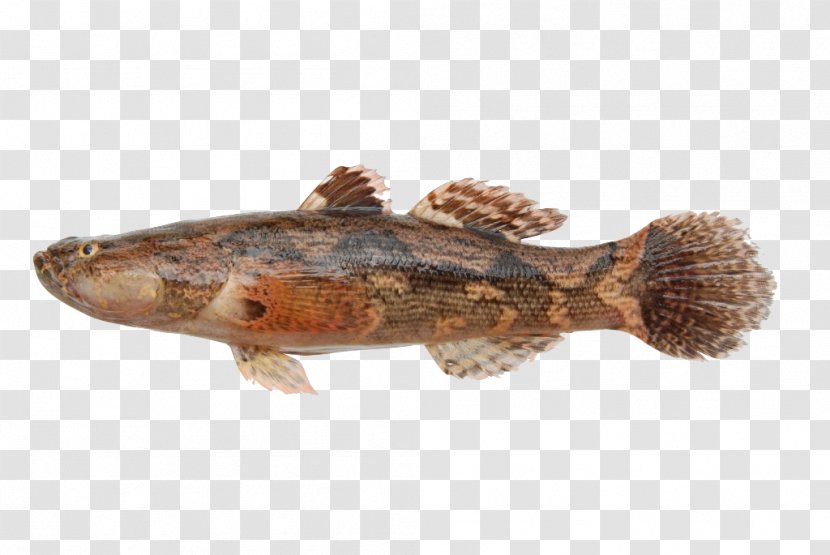 Marble Goby Freshwater Fish Snakehead Murrel Transparent PNG