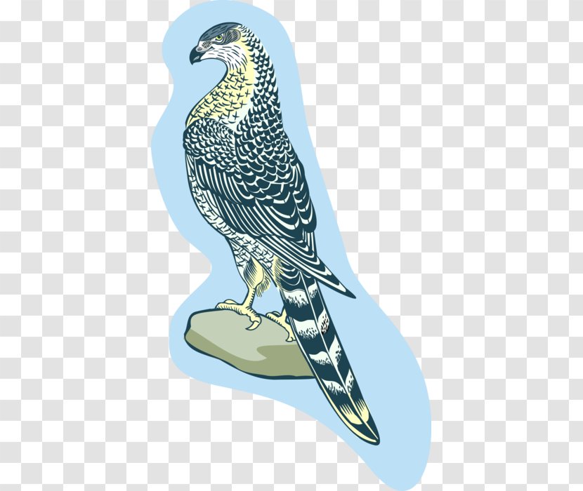 Owl Cartoon - Web Design - Coopers Hawk Accipitridae Transparent PNG