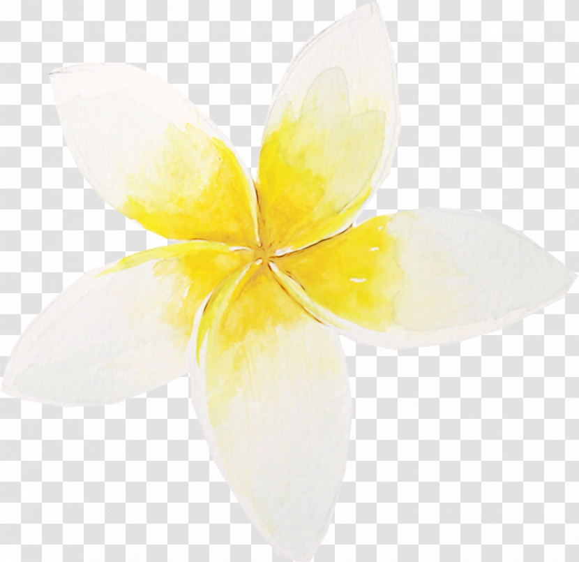 Flower Yellow White Petal Horizontal Composition Transparent PNG