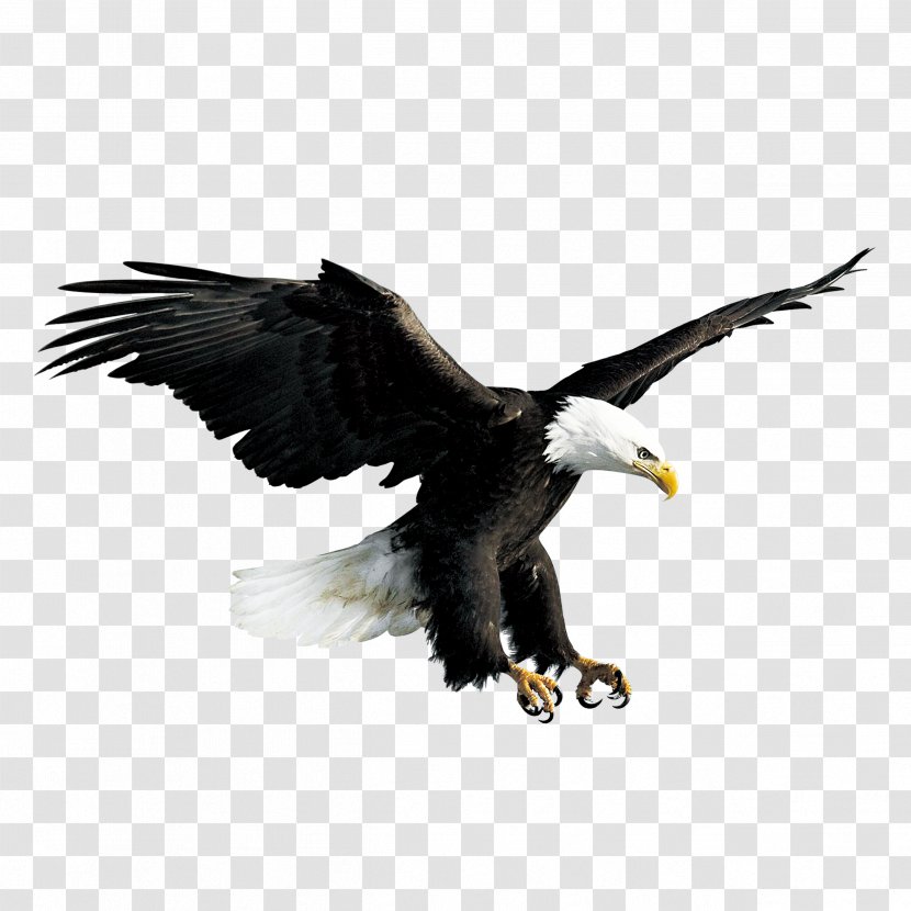 Bald Eagle Hawk Falconiformes - Wing - Flying Transparent PNG