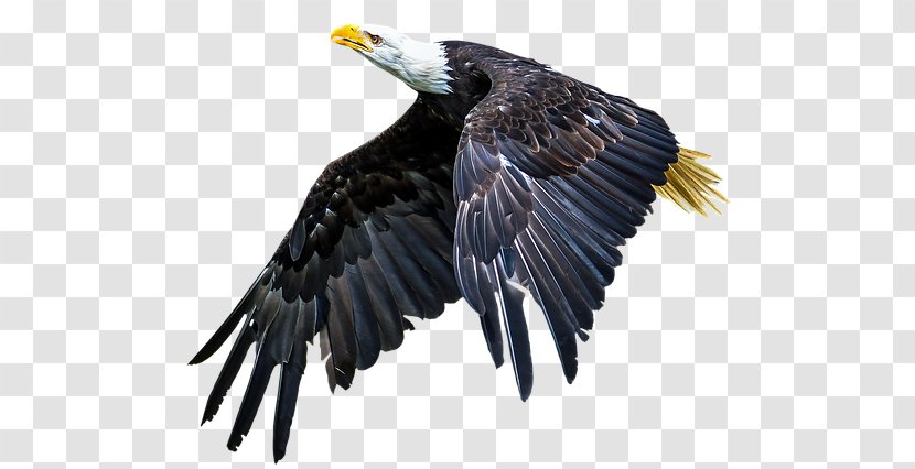 Bald Eagle Beak Bird Of Prey Transparent PNG
