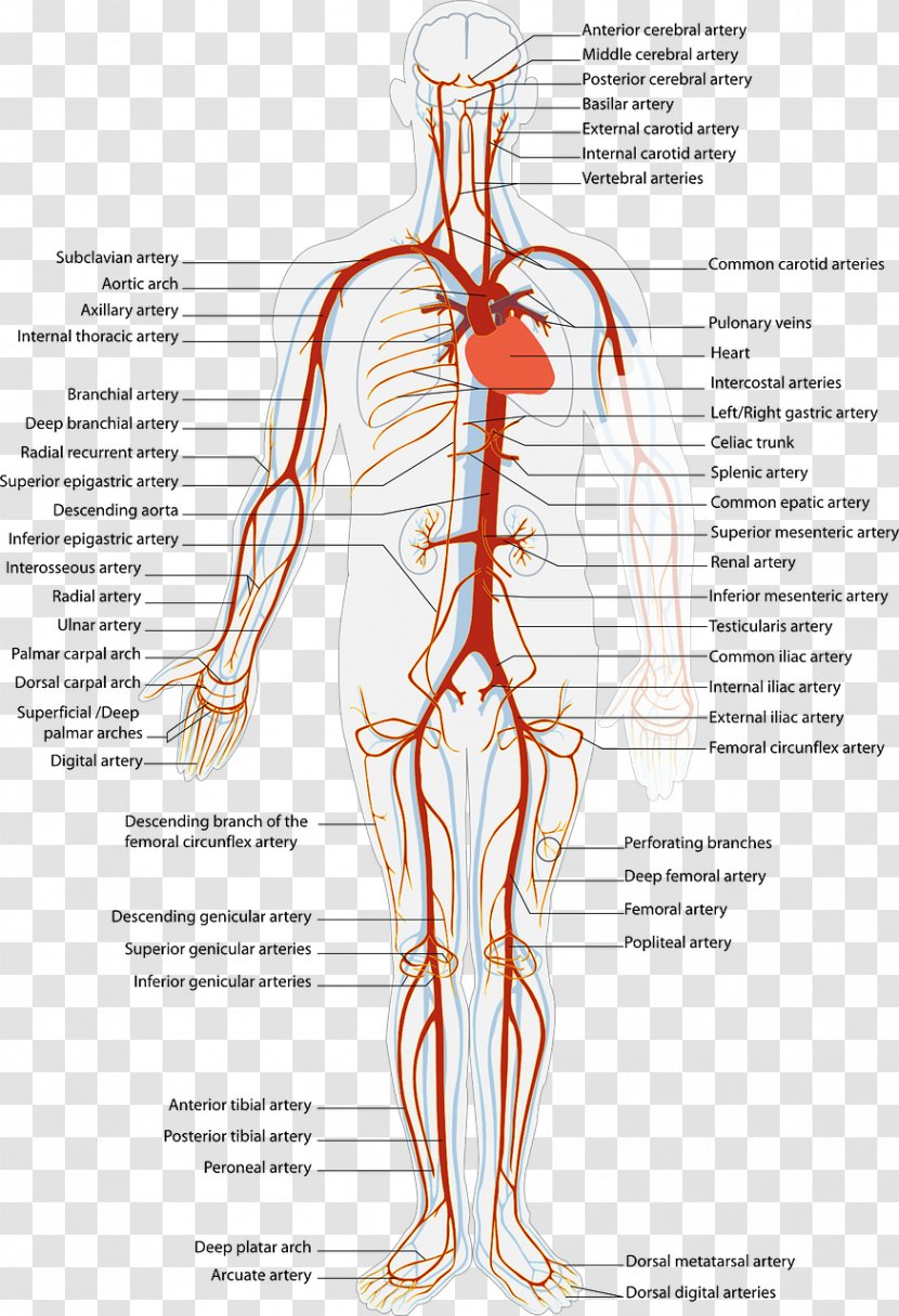 Arteries And Veins Circulatory System Artery Human Body - Heart - Blood Transparent PNG