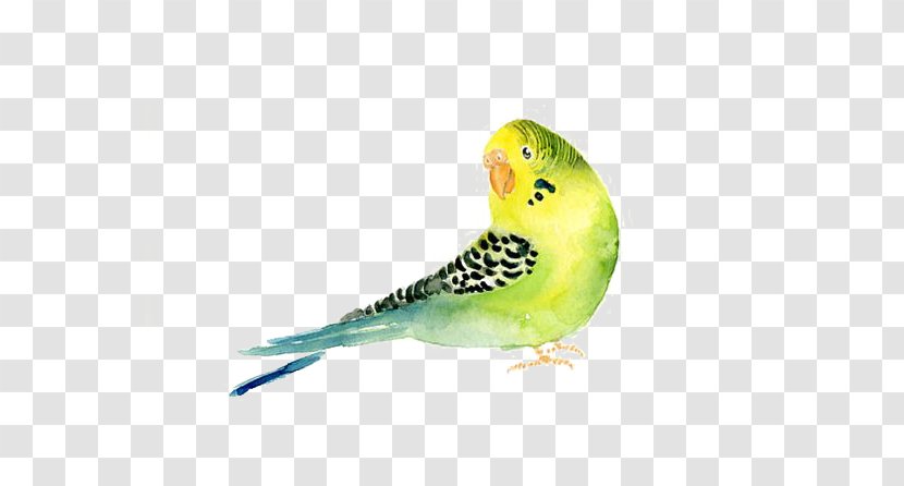 Budgerigar Parrot Bird Watercolor Painting Transparent PNG