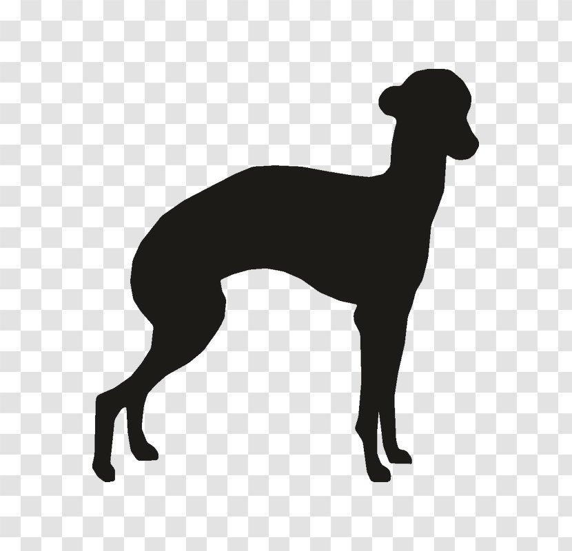 Italian Greyhound Whippet Spanish Sloughi - Mammal - Silhouette Transparent PNG