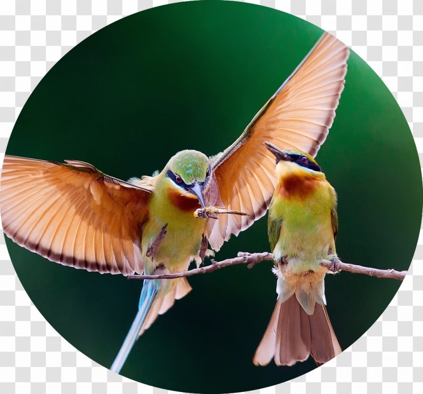 Bird Desktop Wallpaper IPhone 4S Flight IPad - Iphone 4s - Birds And Insects Transparent PNG
