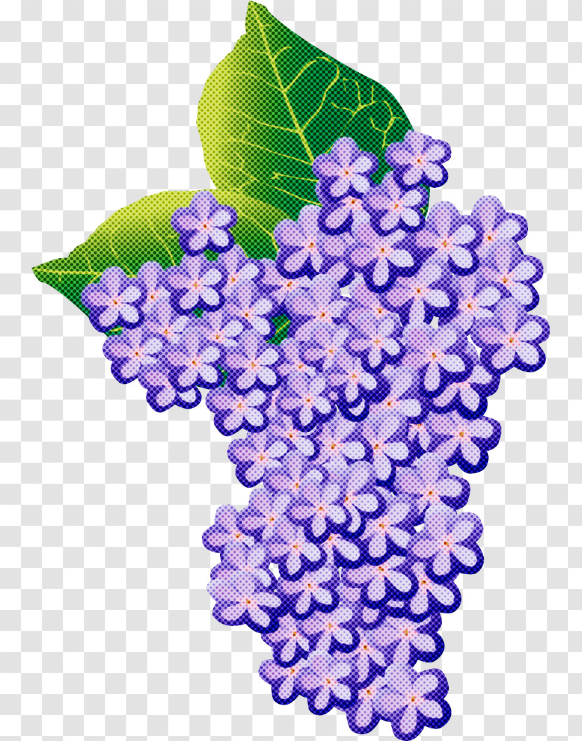 Hydrangea Summer Flower Transparent PNG