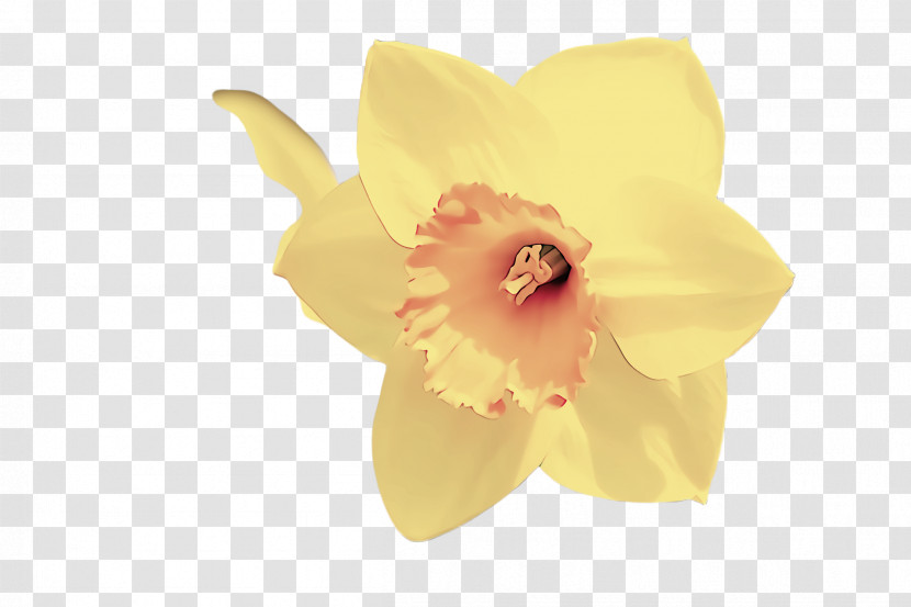 Petal Yellow Flower Plant Narcissus Transparent PNG