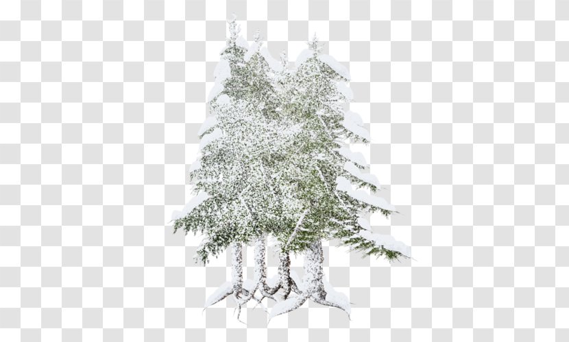 Spruce Fir Christmas Tree Pine Ornament - Conifer Transparent PNG