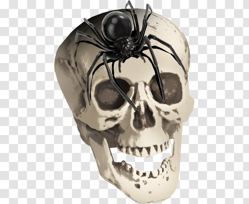 Spider Skull Skeleton ForgetMeNot - Halloween - Horror And Transparent PNG
