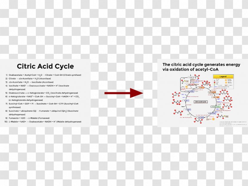 Citric Acid Cycle Brand Line Hans Adolf Krebs Font - Text Transparent PNG