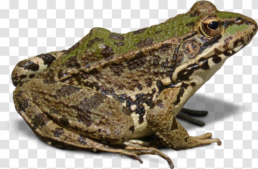 Goliath Frog Batrachia True - Cane Toad Transparent PNG