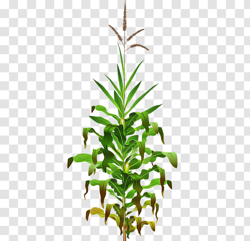 Leaf Plant Stem Flowerpot Herb Tree Transparent PNG