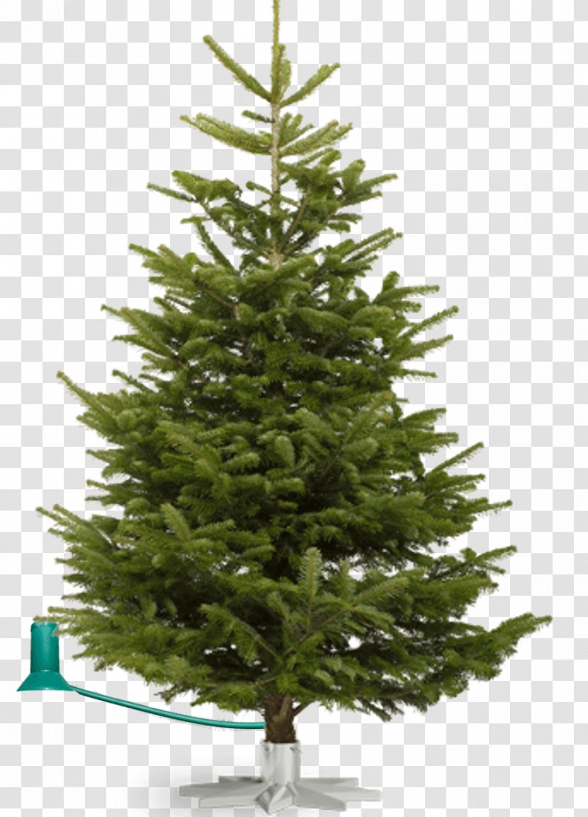 Nordmann Fir Fraser Noble Christmas Tree - British Growers Association - Trees Grove Transparent PNG