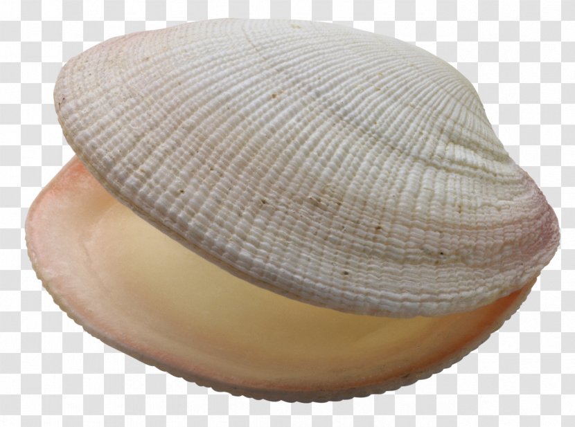 Clam Mussel Seashell Oyster - Veneroida Transparent PNG
