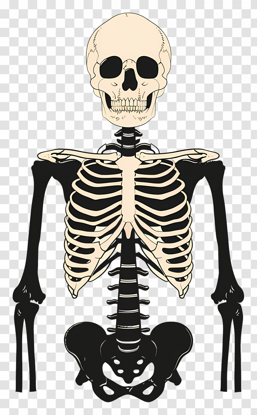 Skeleton - Human Skeleton Front View Transparent PNG