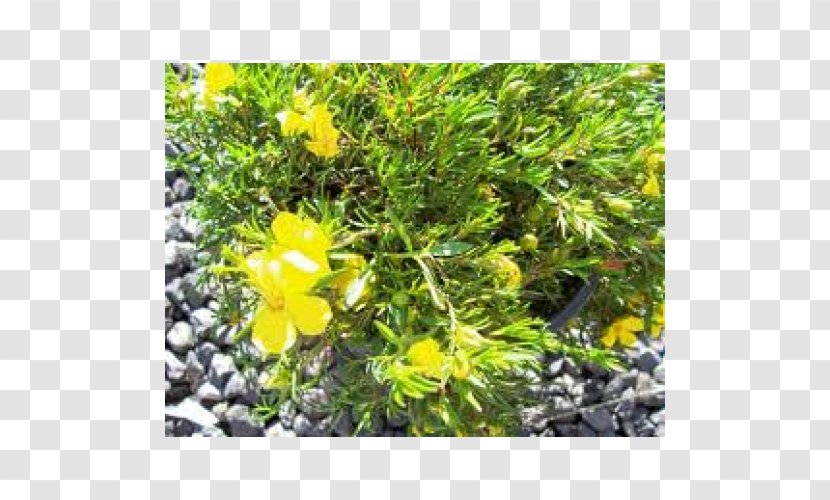 St. John's Wort Evening-primroses Subshrub Groundcover - Plant Transparent PNG