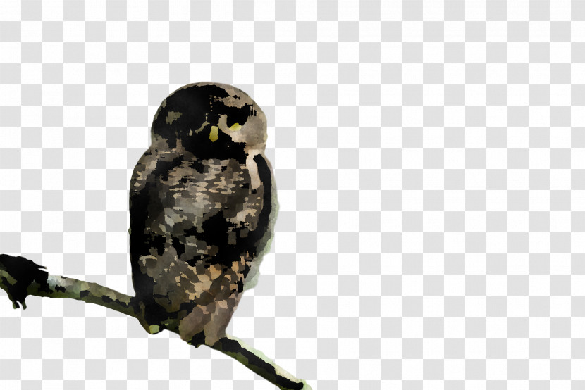 Owls Birds Eurasian Eagle-owl Beak Falcon Transparent PNG
