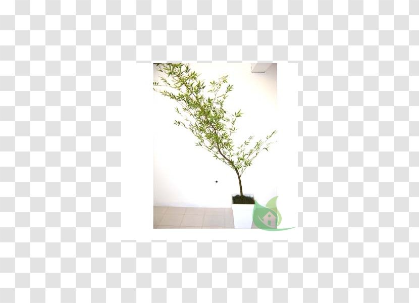 Flowerpot Houseplant Product Design Bamboo - Branch - Garden Center Transparent PNG