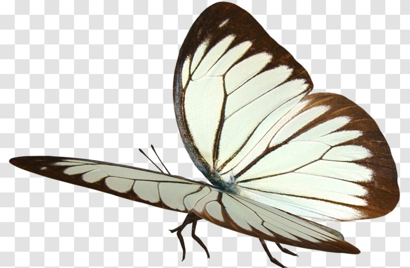 Butterfly Papillon Dog Insect Moth Fairy Transparent PNG