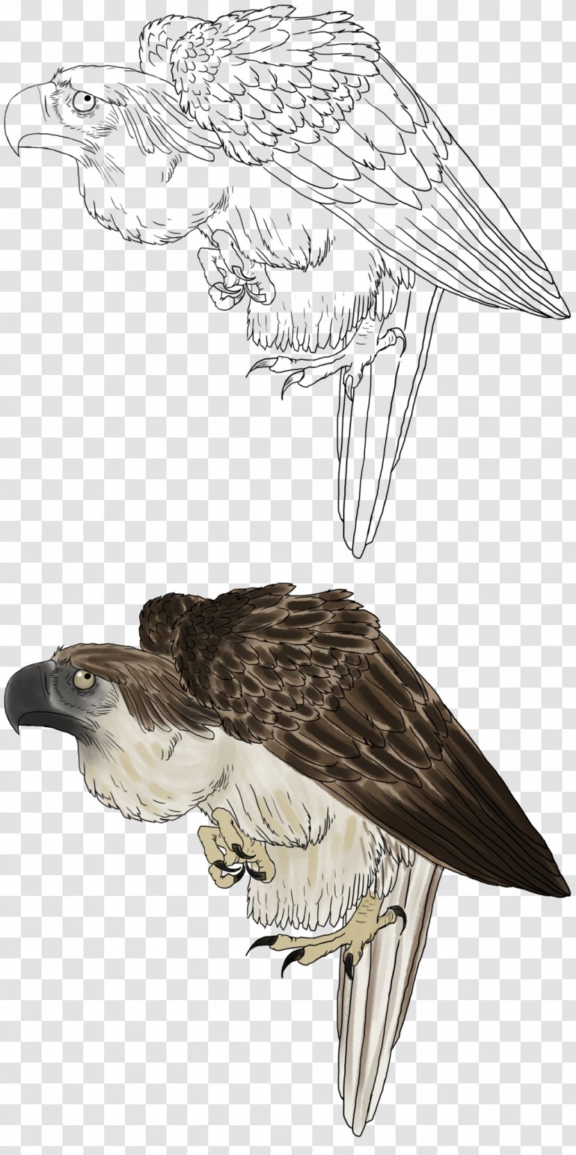 Bald Eagle Philippines Hawk Philippine White-tailed - Bird Of Prey - Enlarged Drawing Transparent PNG