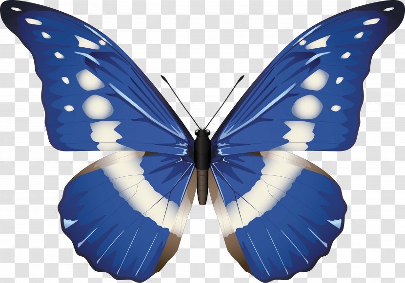 Butterfly Morpho Rhetenor Menelaus Helena - Invertebrate Transparent PNG