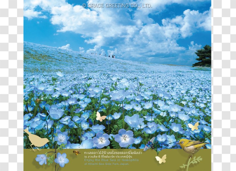 Paper Hill Of Miharashi Baby Blue Eyes Calendar 里の家 - Water Resources - Wedding Invitation Greeting Card Flower Transparent PNG