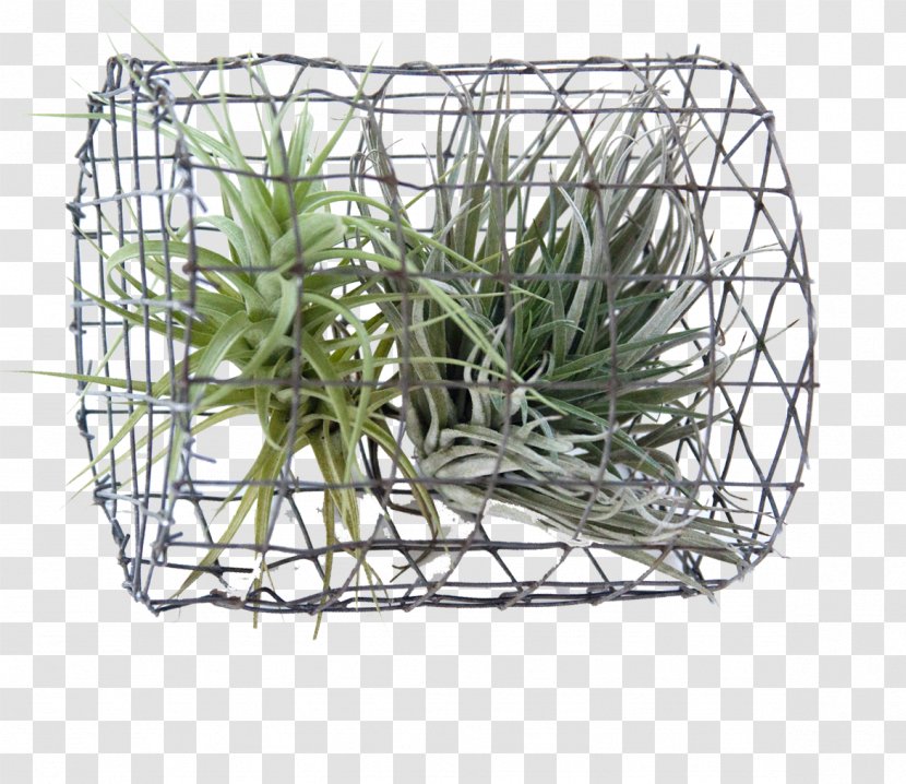 Plant Principle Sustainability Basket Tillandsia - Structure Transparent PNG