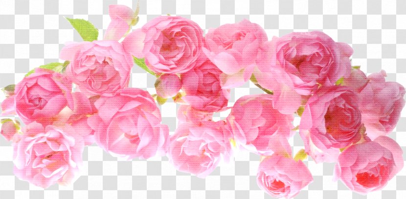 Flower Gratis Texture Mapping - Pink - Rose Transparent PNG