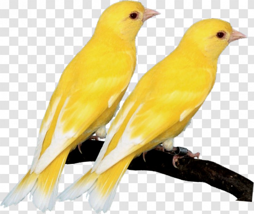 Domestic Canary Eurasian Golden Oriole Old World Orioles Indian Beak - Feather Transparent PNG