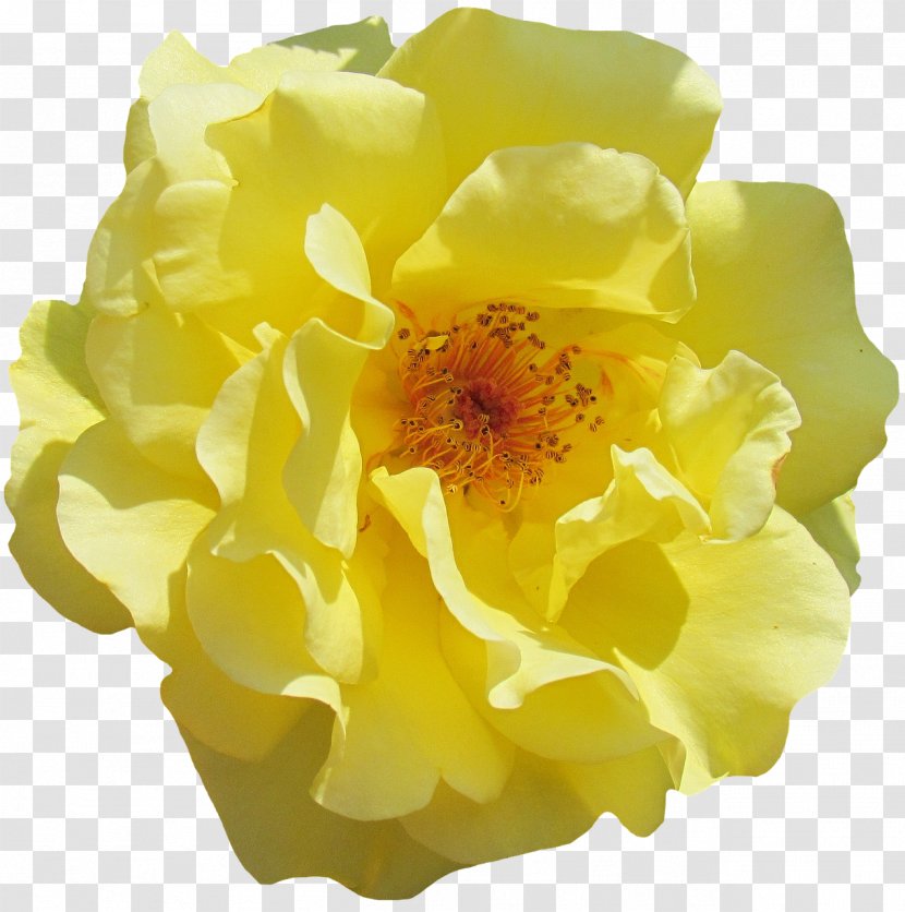 Flower Rosa Rubiginosa Garden Roses Floral Design - Yellow - Flowers Transparent PNG