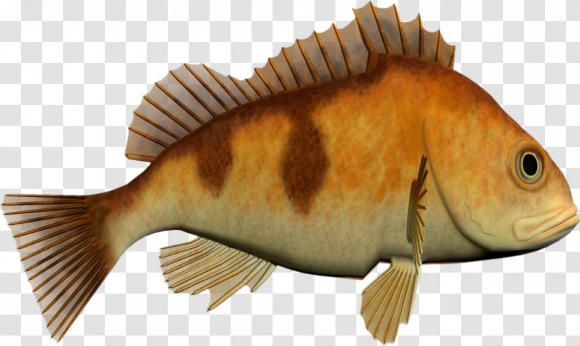 Tilapia Fish Products Perch - Seafood Transparent PNG