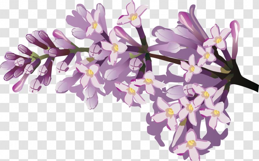 Flower Drawing - Lavender - Lilac Transparent PNG