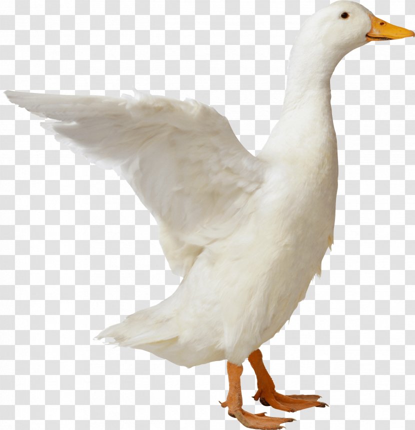 American Pekin Duck Goose - Poultry Transparent PNG