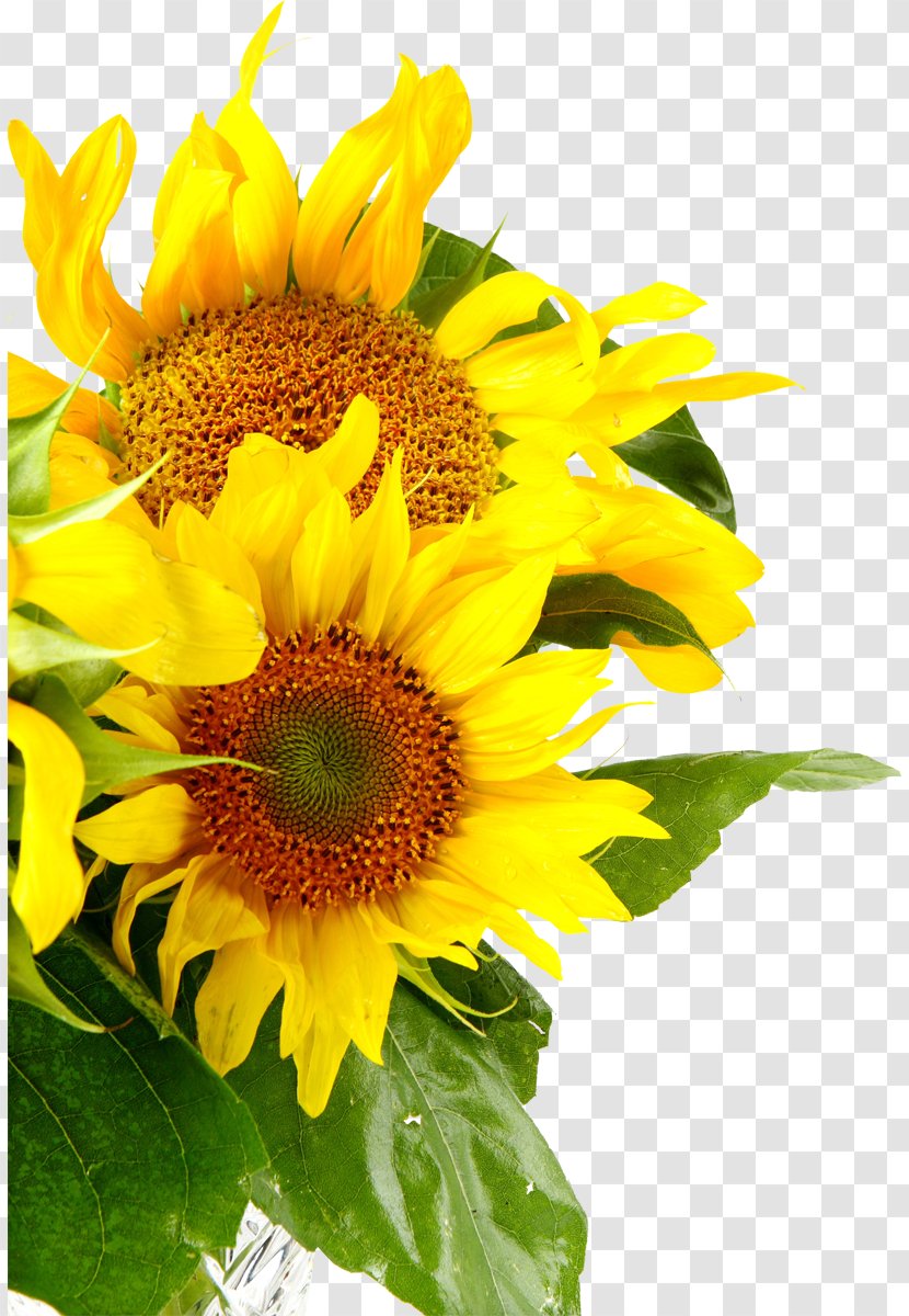 Sunflowers Common Sunflower Royalty-free - Flower Transparent PNG