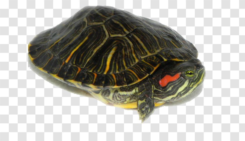 Box Turtle Reptile Frog Red-eared Slider - Pet - Vector Transparent PNG