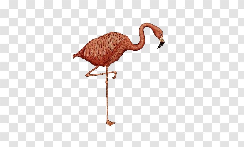 Animalium Colouring Book Amazon.com Walk This Wild World - Fauna - A Flamingo Transparent PNG