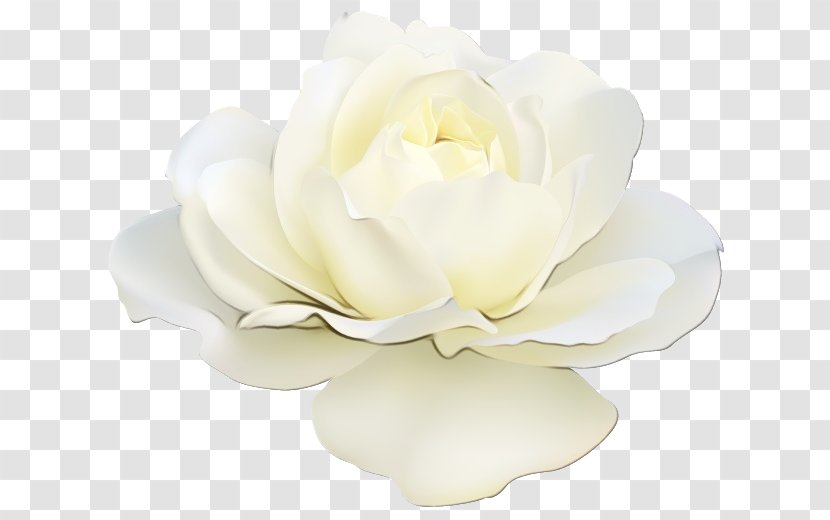 Artificial Flower - White - Candle Transparent PNG