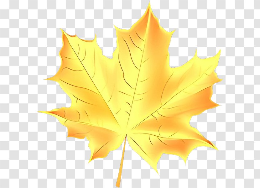 Maple Leaf - Black - Deciduous Orange Transparent PNG