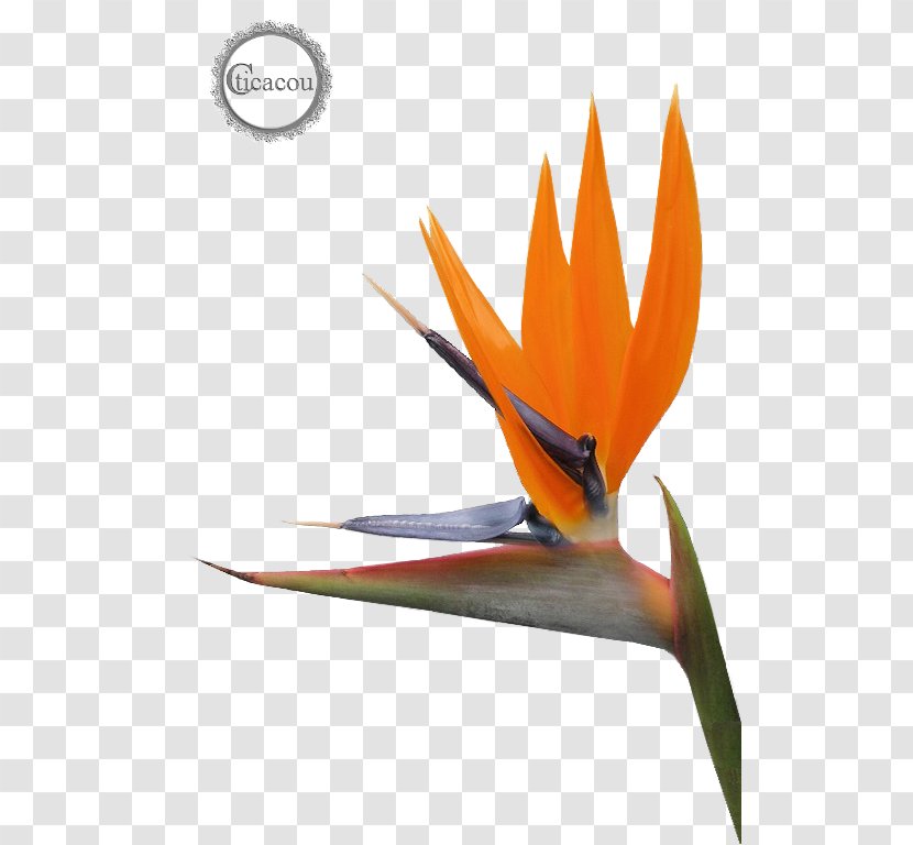 Bird Of Paradise Flower Lobster-claws - Orange - Paradis Transparent PNG