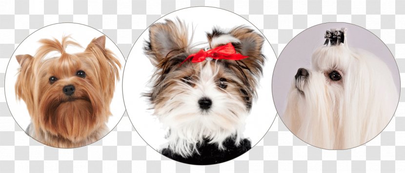 Yorkshire Terrier Morkie Maltese Dog Puppy Breed - Clothes Transparent PNG