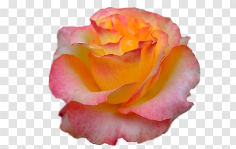 Garden Roses Cabbage Rose Floribunda China Petal - Transparent Transparent PNG