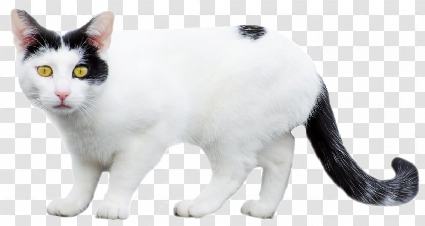 Cat Litter Trays Dog Persian Kitten Food - Animal Figure - White Transparent PNG