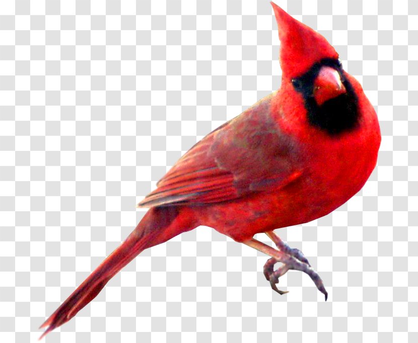 Bird St. Louis Cardinals Northern Cardinal Swallow Symbol - Fauna - Watercolor Animals Transparent PNG