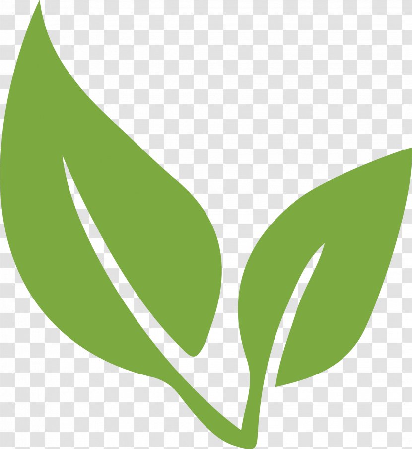 Green Tea Matcha Whisk Waste - Plant Transparent PNG