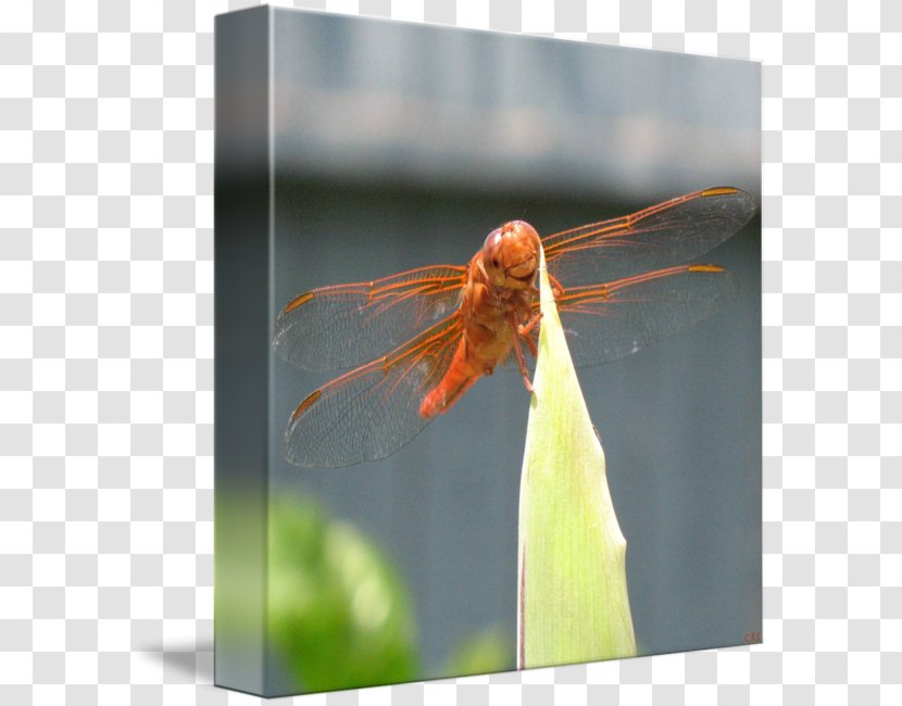 Insect Dragonfly Close-up Photography Invertebrate - Dragon Fly Transparent PNG