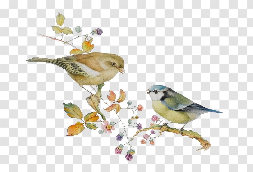 Lovebird Finch Illustration - Bird - Two Cute Birds Transparent PNG