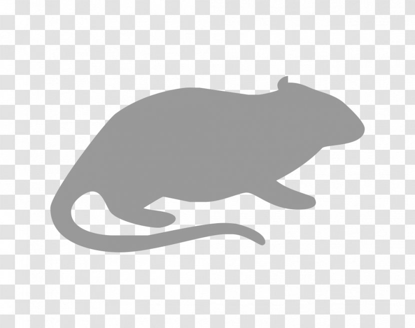 Rodent Cat Rat Gerbil Guinea Pig - Organism - Small Hamster Transparent PNG